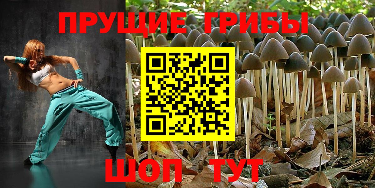 Кашира  Псилоцибиновые грибы Cubensis  Вход с VPN 